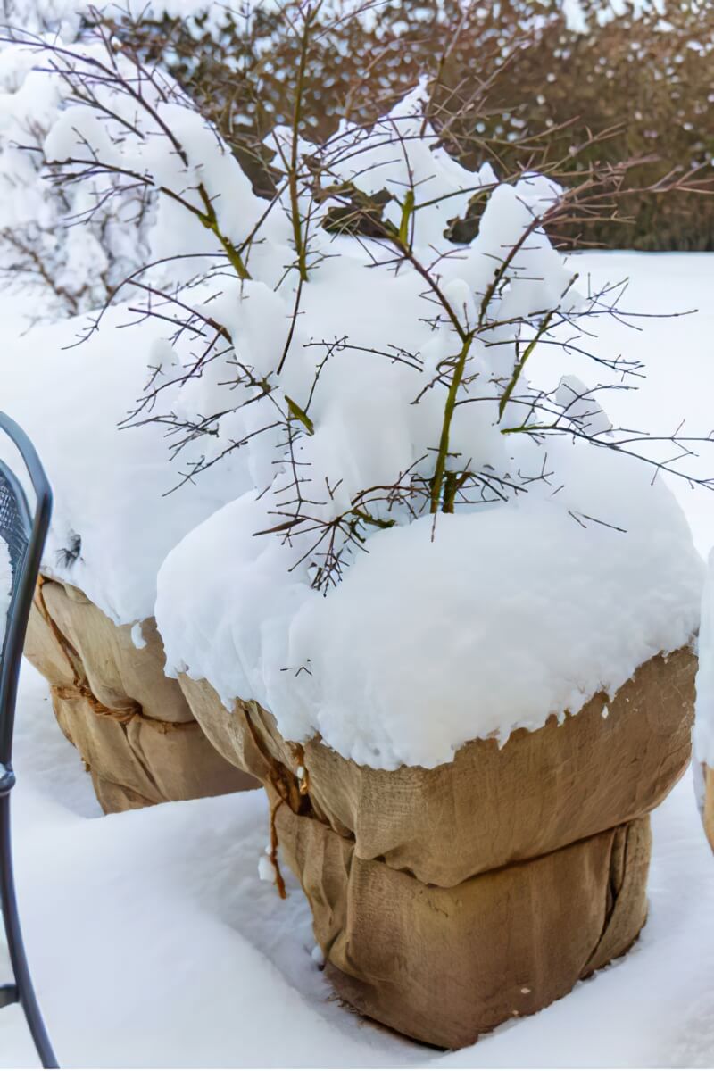 Balkonpflanzen_blog3 gigapixel