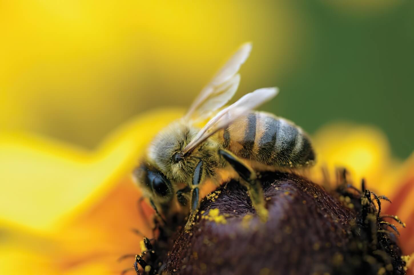 bienenfreundliche balkonpflanzen 1 gigapixel