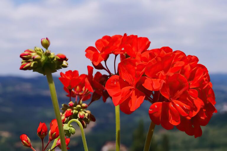 pelargonien ueberwintern 1