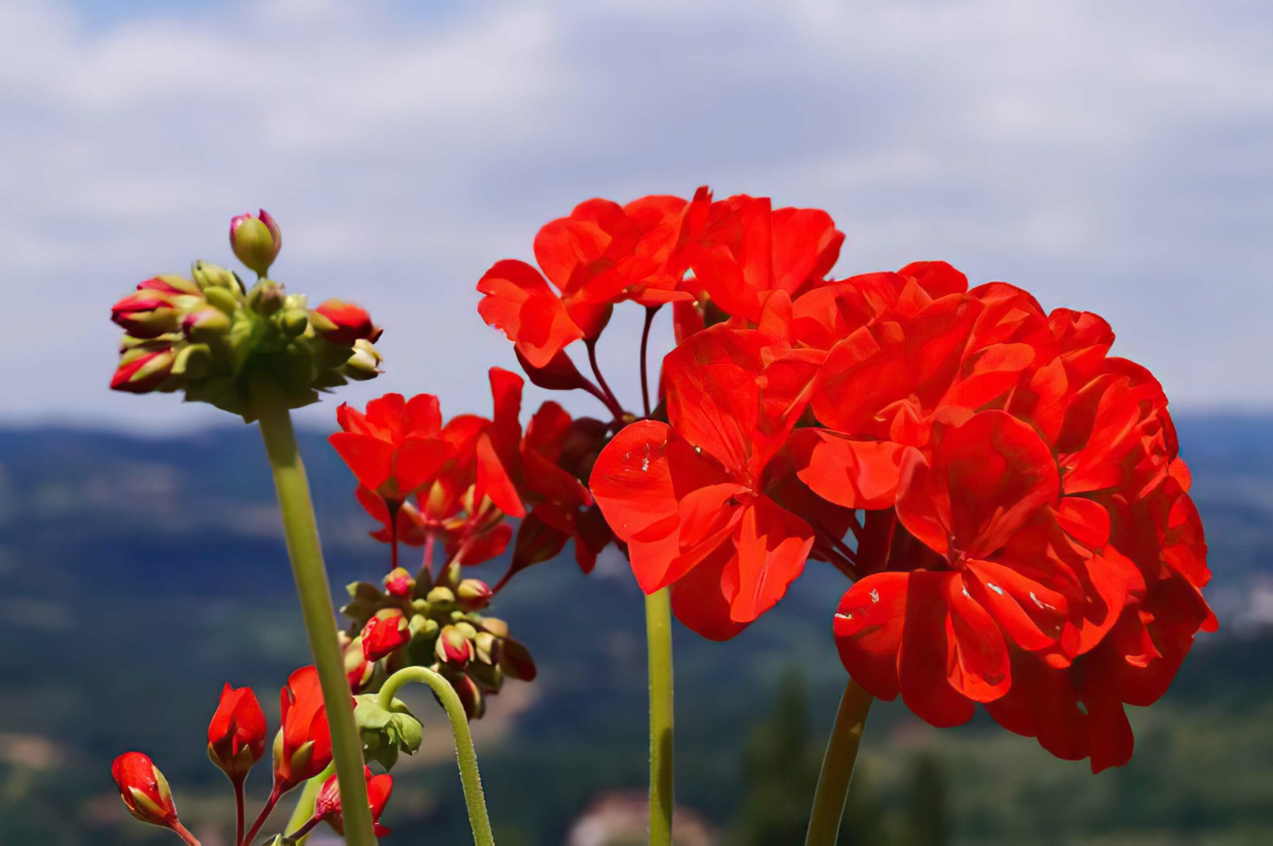 gartenliebe