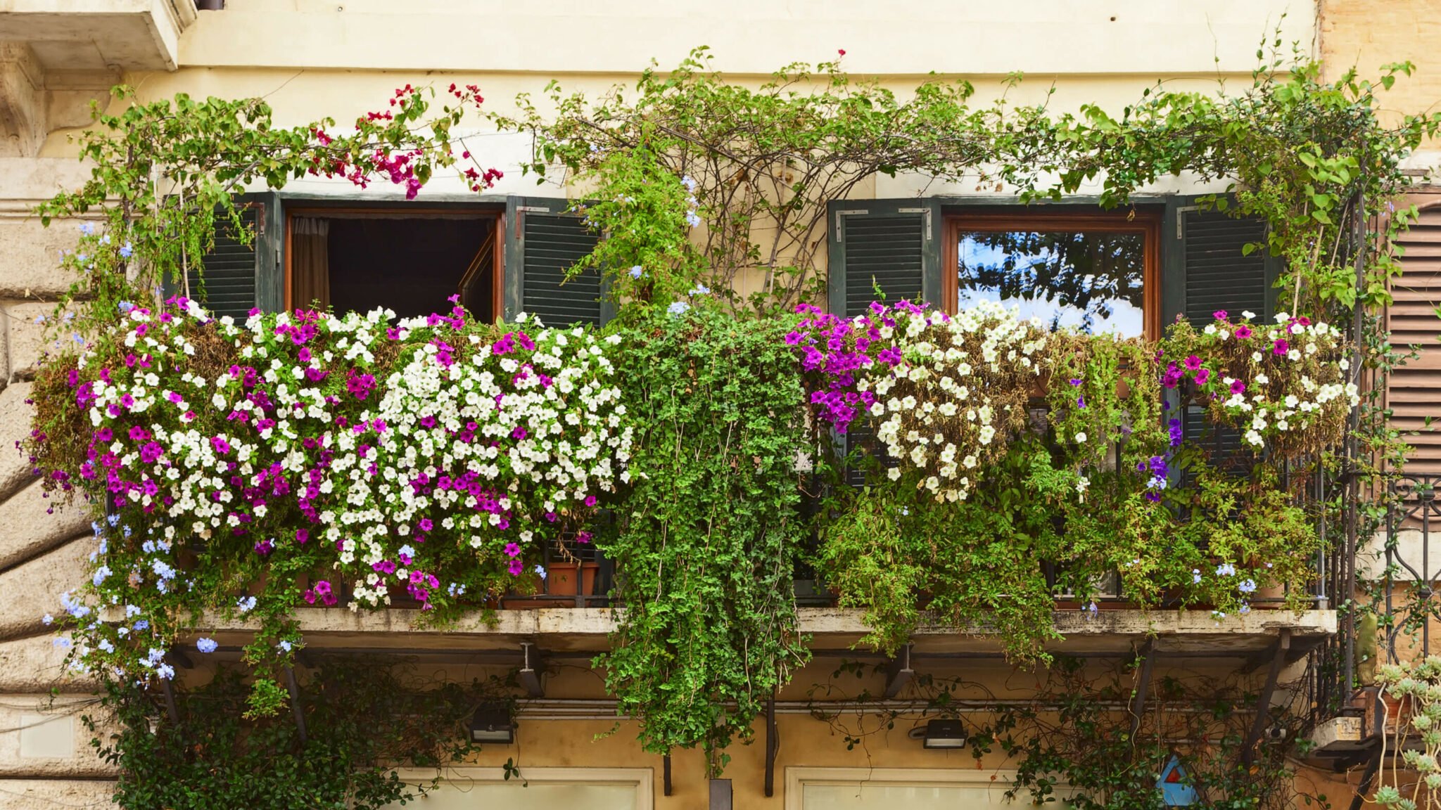 Rankpflanzen für Balkon und Zaun Leeb Balkone