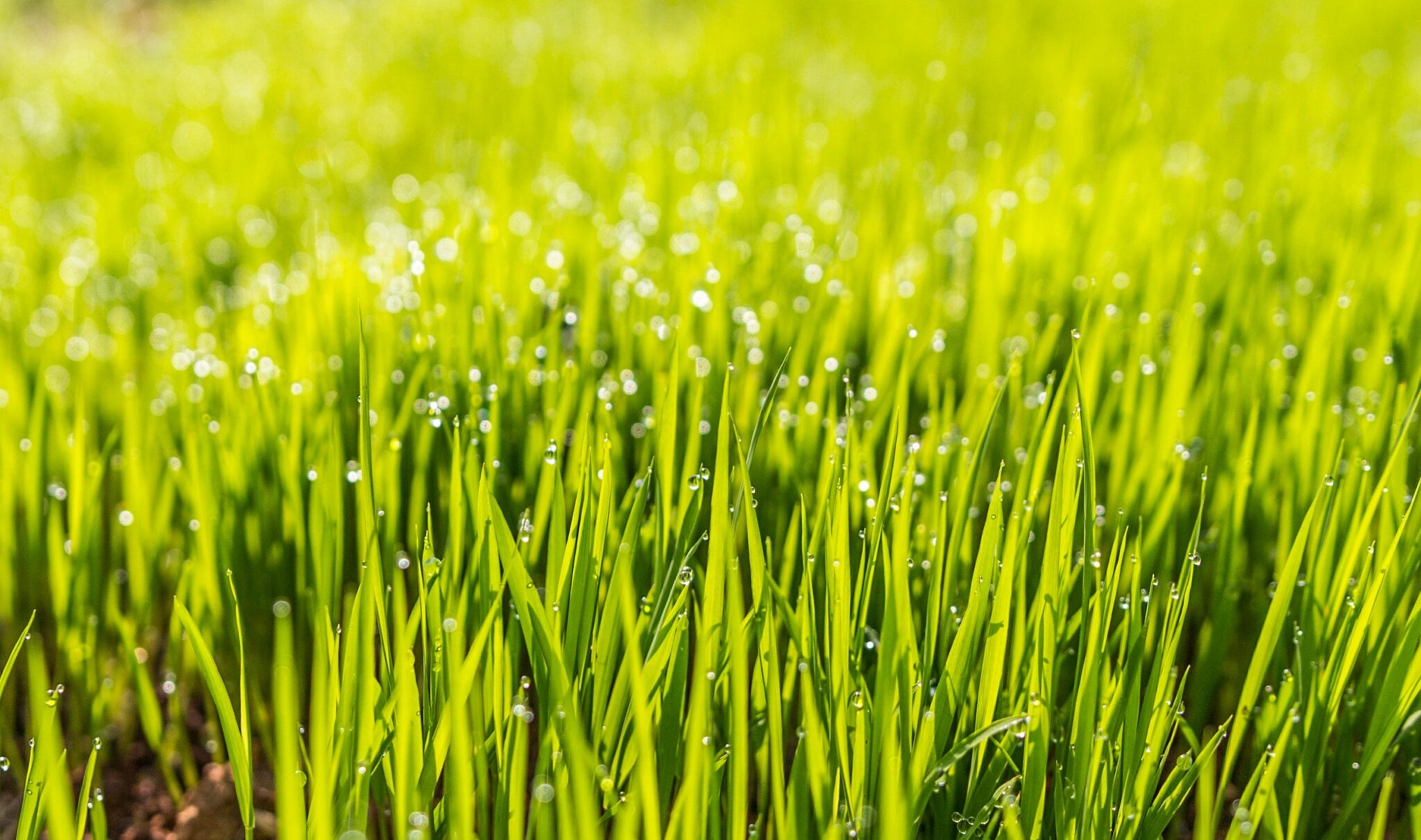 Rasenpflege im Frühjahr – was der Rasen nach dem Winter braucht