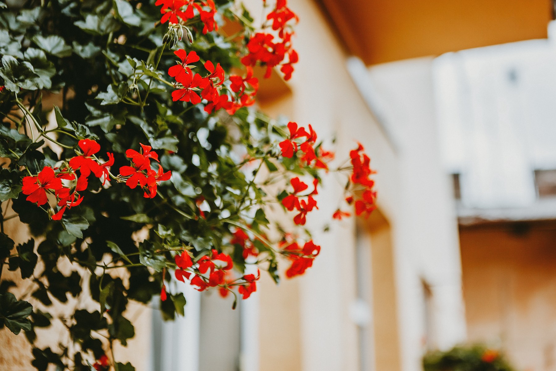 Balkonblumen – Balkonkästen richtig bepflanzen