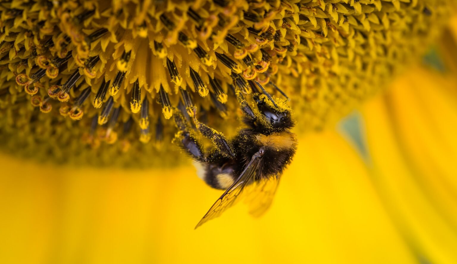 Bienenweide - Garten und Balkon mit bienenfreundlichen Pflanzen gestalten