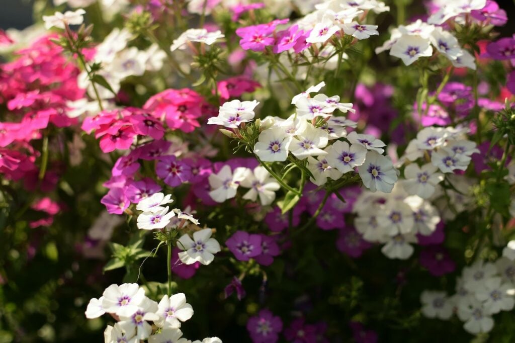 Der Phlox ist die Bauerngartenpflanze schlechthin - auch im Herbst