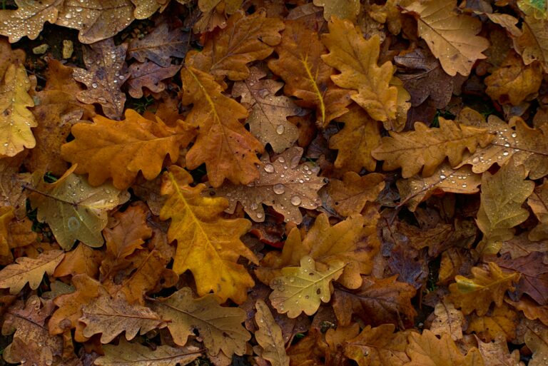 Herbstlaub sinnvoll verwenden