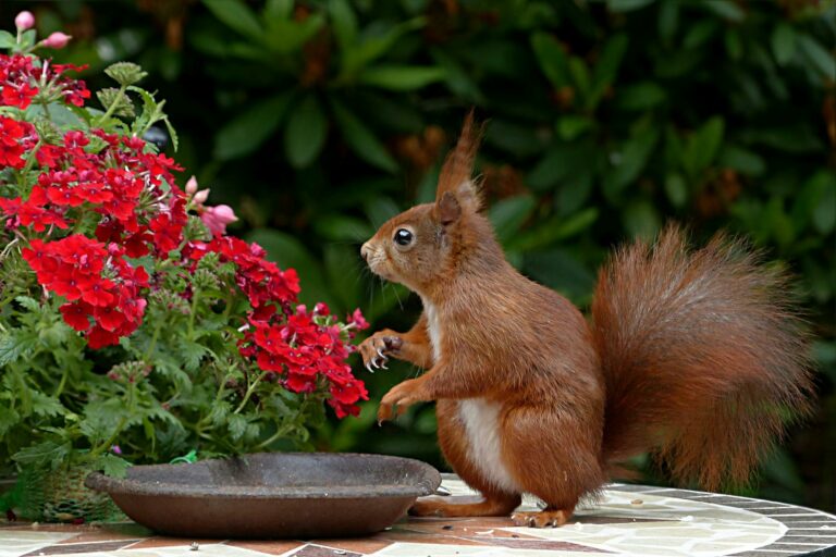 garten jahr